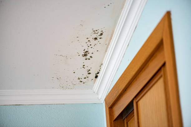 Best Mold Damage Repair  in Chesterfield, MO