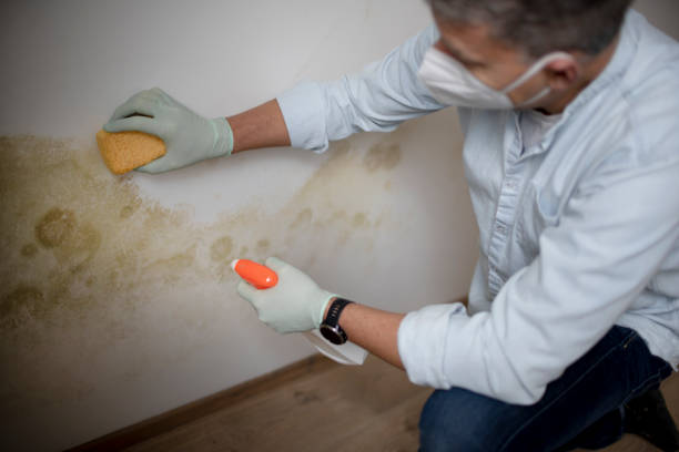 Best Mold Testing  in Chesterfield, MO
