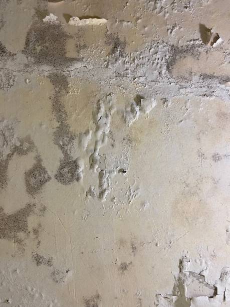 Professional Mold Removal in Chesterfield, MO