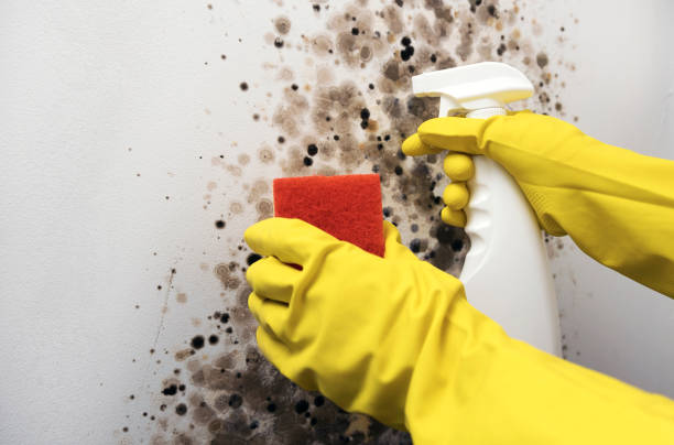 Best Mold Inspection  in Chesterfield, MO