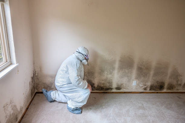 Best Certified Mold Removal  in Chesterfield, MO