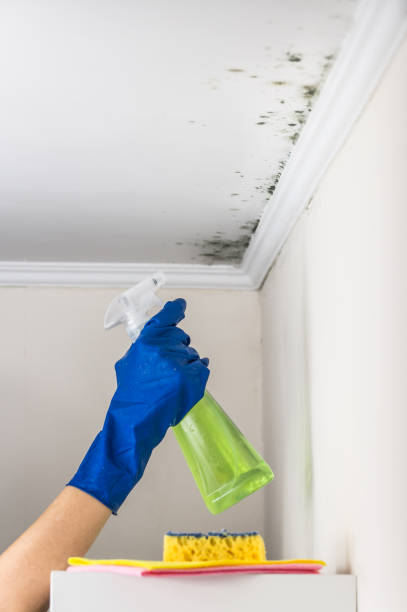 Best Toxic Mold Removal  in Chesterfield, MO